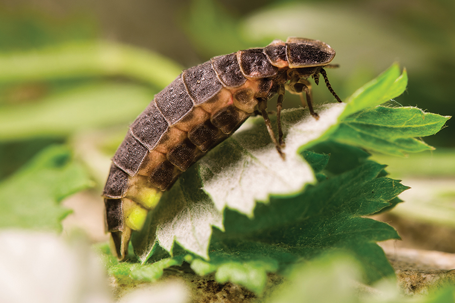 firefly larva by karelian/AdobeStock.com